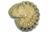 Bargain, Wide Enrolled Morocops Trilobite - Morocco #323227-1